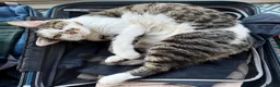 Mixed Breed cats for sale: Luna is looking for her forever home in London - Advert 2