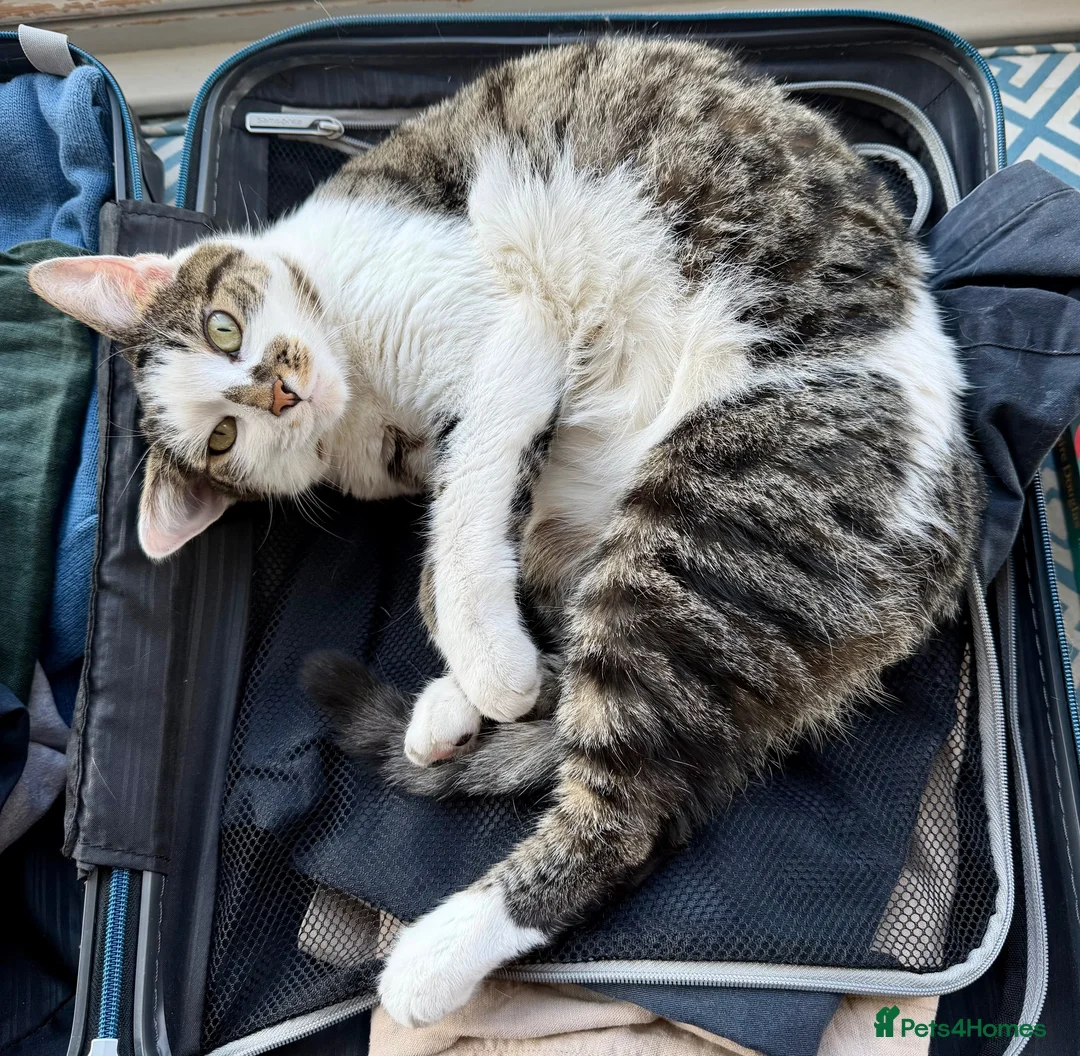 Mixed Breed cats for sale: Luna is looking for her forever home in London - Advert 2