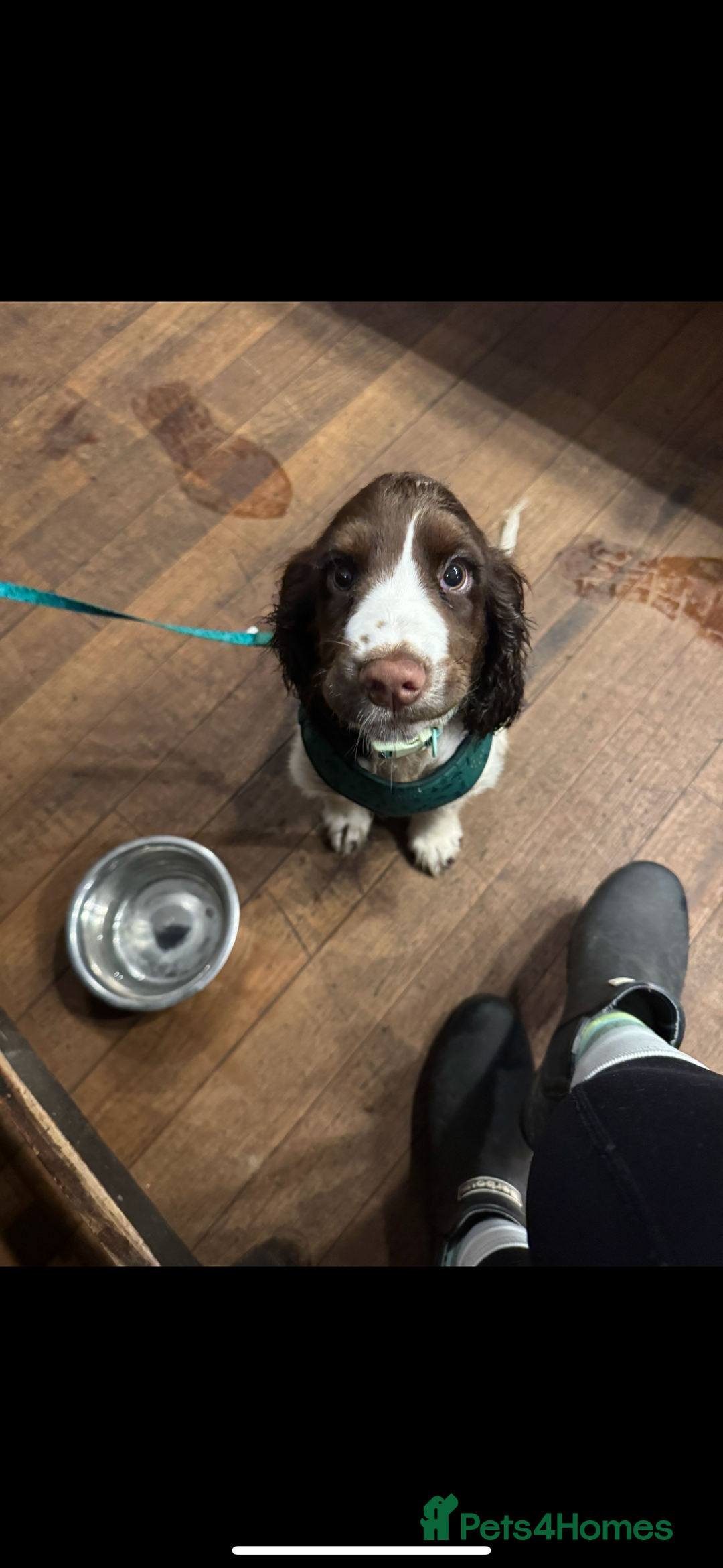 Cocker Spaniel dogs for sale: 4 months old male Cocker Spaniel For Sale - Advert 2