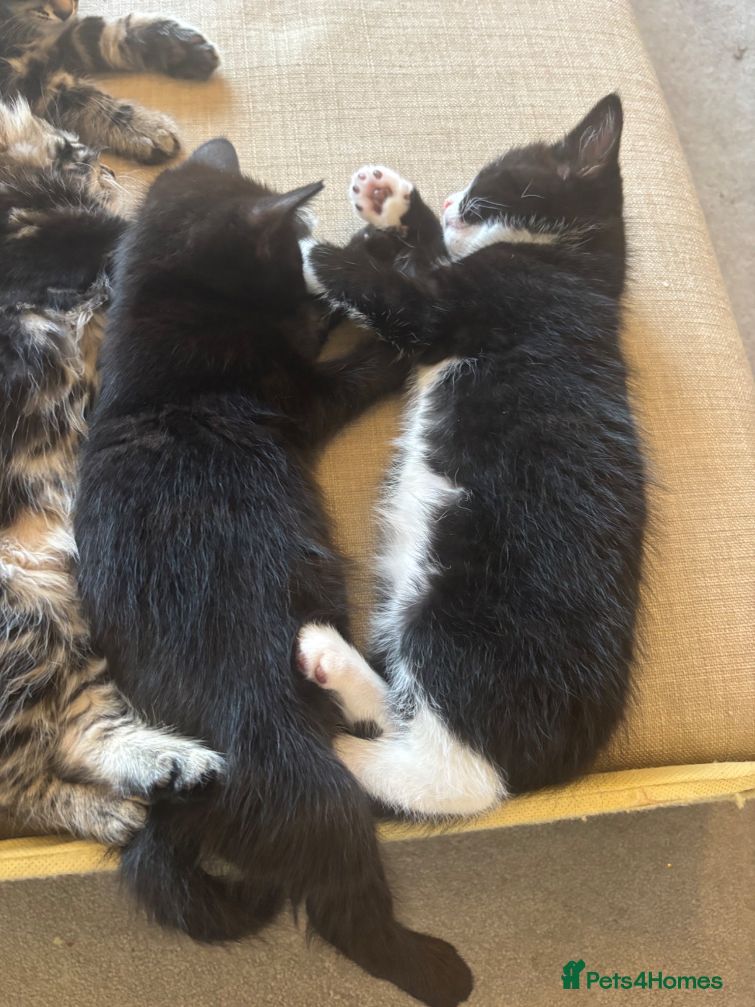 Domestic Shorthair Kitten 1