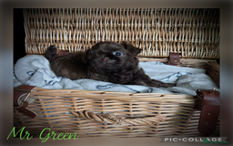 Shih Tzu dogs for sale: Stunning KC chocolate imperial Shihtzu puppies - Image 29