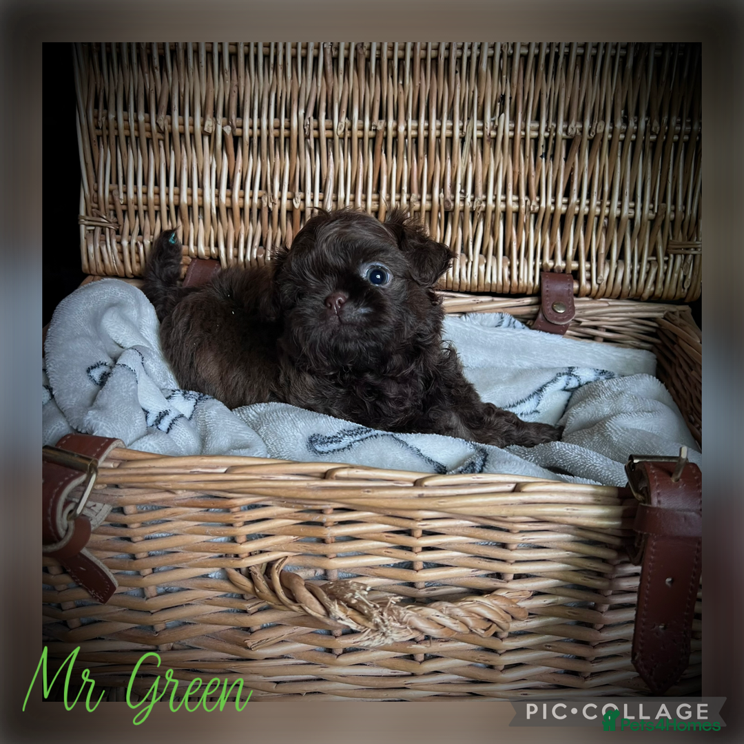Shih Tzu dogs for sale: Stunning KC chocolate imperial Shihtzu puppies - Image 29