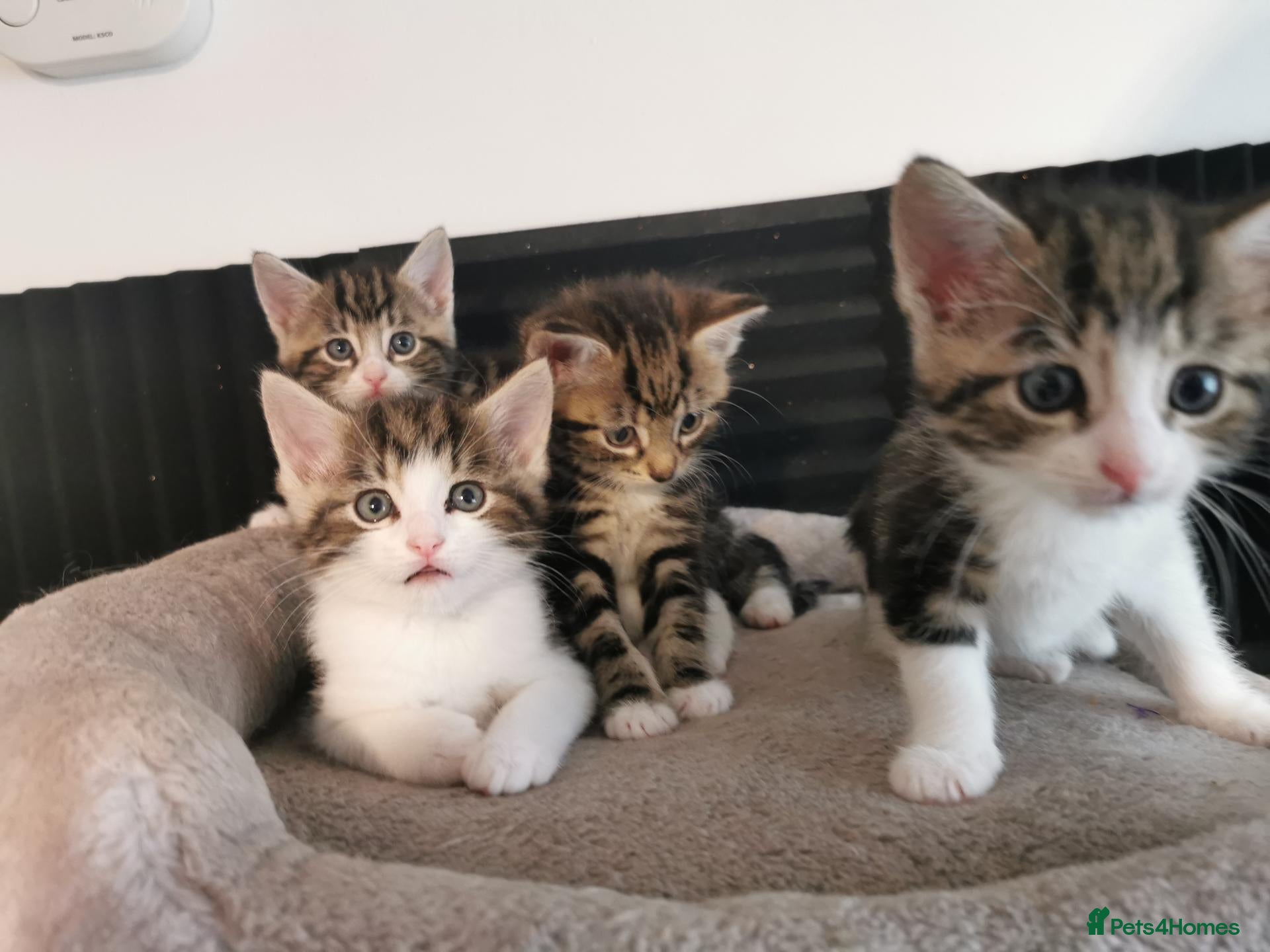Mixed Breed cats Extra-cuddly, hand-reared, vet checked kittens  - Advert 1