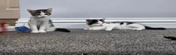 Mixed Breed cats for sale: Our beautiful kittens are now ready  - Advert 5