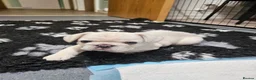 French Bulldog dogs for sale: Ready to leave now Rare Platinum French bulldogs   - Advert 23