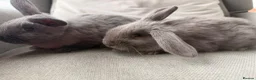 Mini Lion Lop rabbits for sale: Minnie lion lop - Advert 2