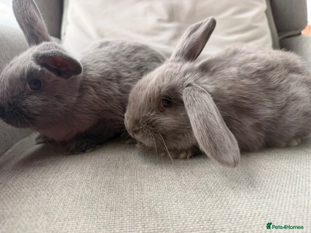 Mini Lion Lop rabbits for sale: Minnie lion lop - Advert 2