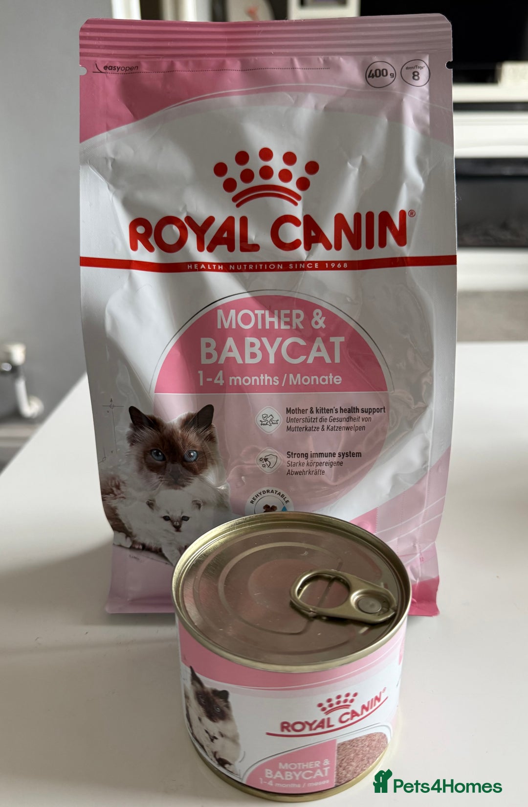 British Shorthair cats for sale: Two beautiful bi colour girls ready for new homes  - Advert 27