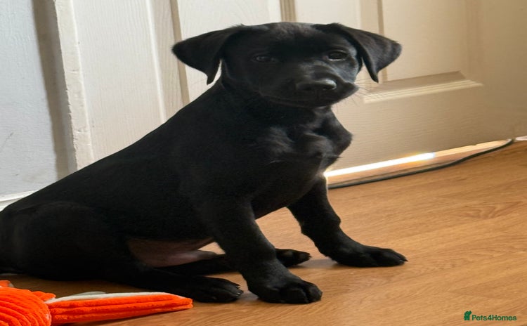 Labrador Retriever dogs - Advert 5