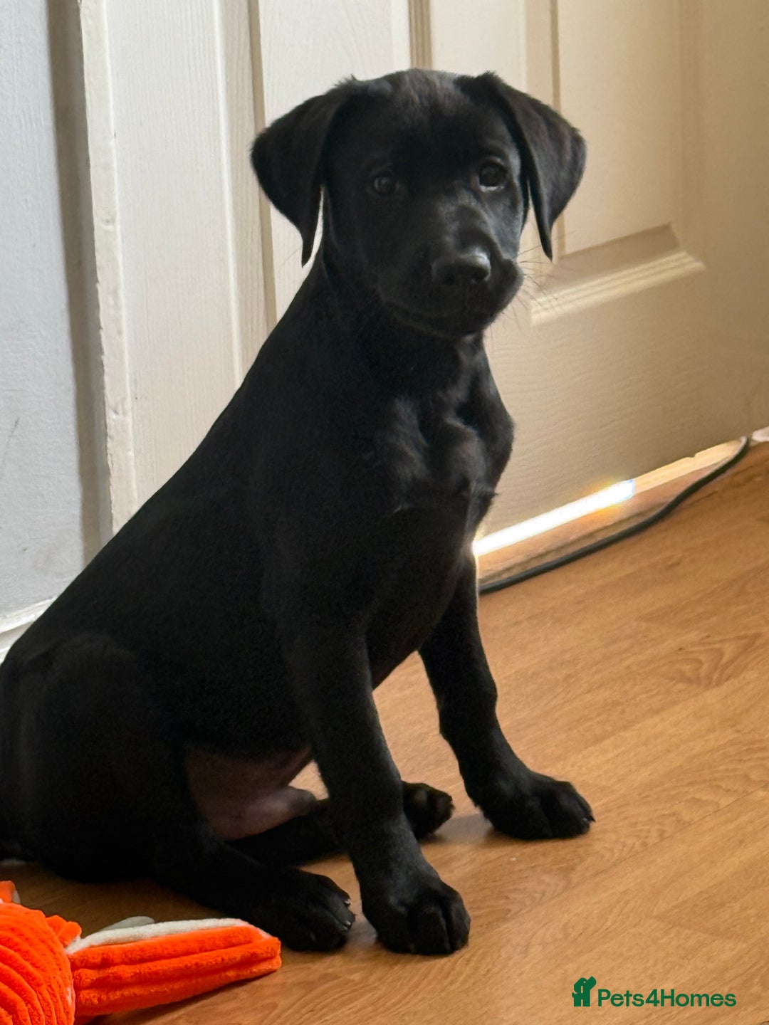Labrador Retriever dogs for sale: 15 week black lab  - Image 1