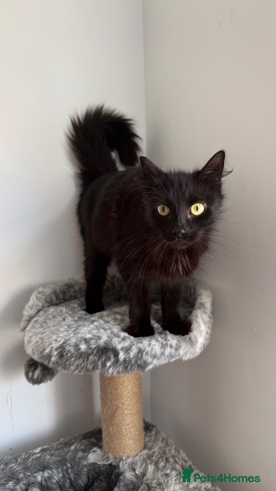 Mixed Breed cats 4 month old kittens  - Advert 3