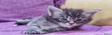 Maine Coon Kitten 3