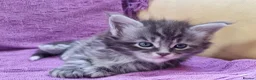 Maine Coon cats for sale: Maine Coon Kittens  - Advert 13