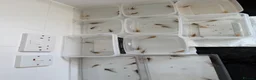 Axolotl reptiles for sale: Axolotls - Mixed Colours in Hayes - Advert 2