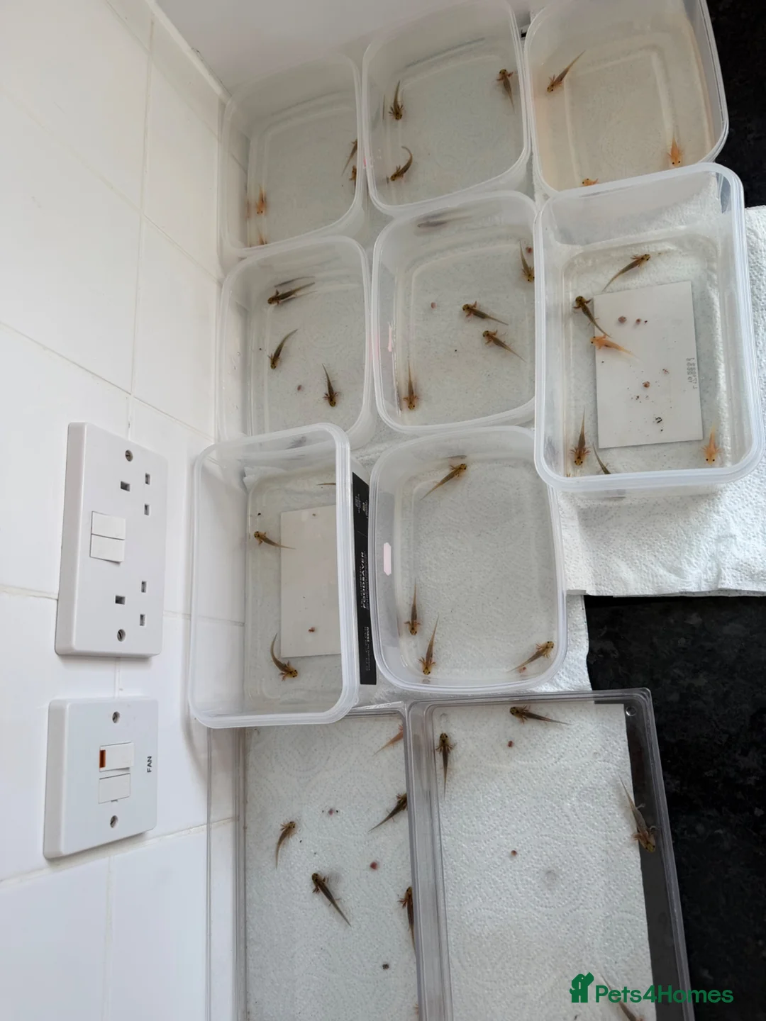 Axolotl reptiles for sale: Axolotls - Mixed Colours in Hayes - Advert 2