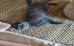 British Shorthair cats for sale: Unusual litter of British Shorthairs-read des. - Image 8