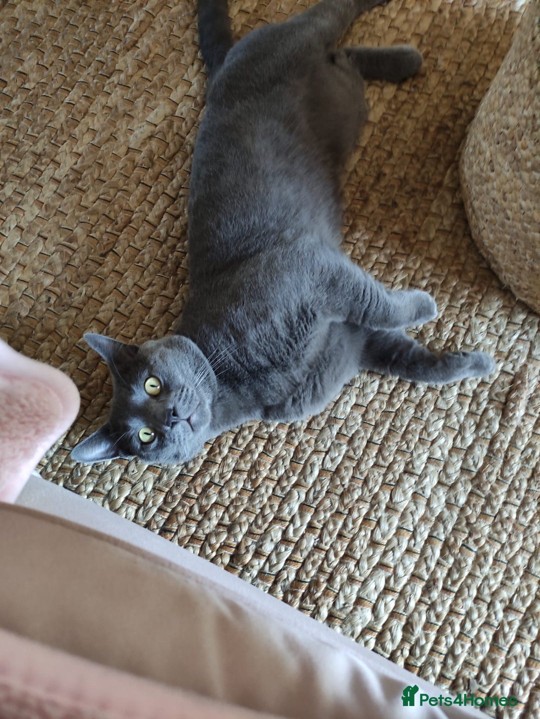 British Shorthair cats for sale: Unusual litter of British Shorthairs-read des. - Image 8