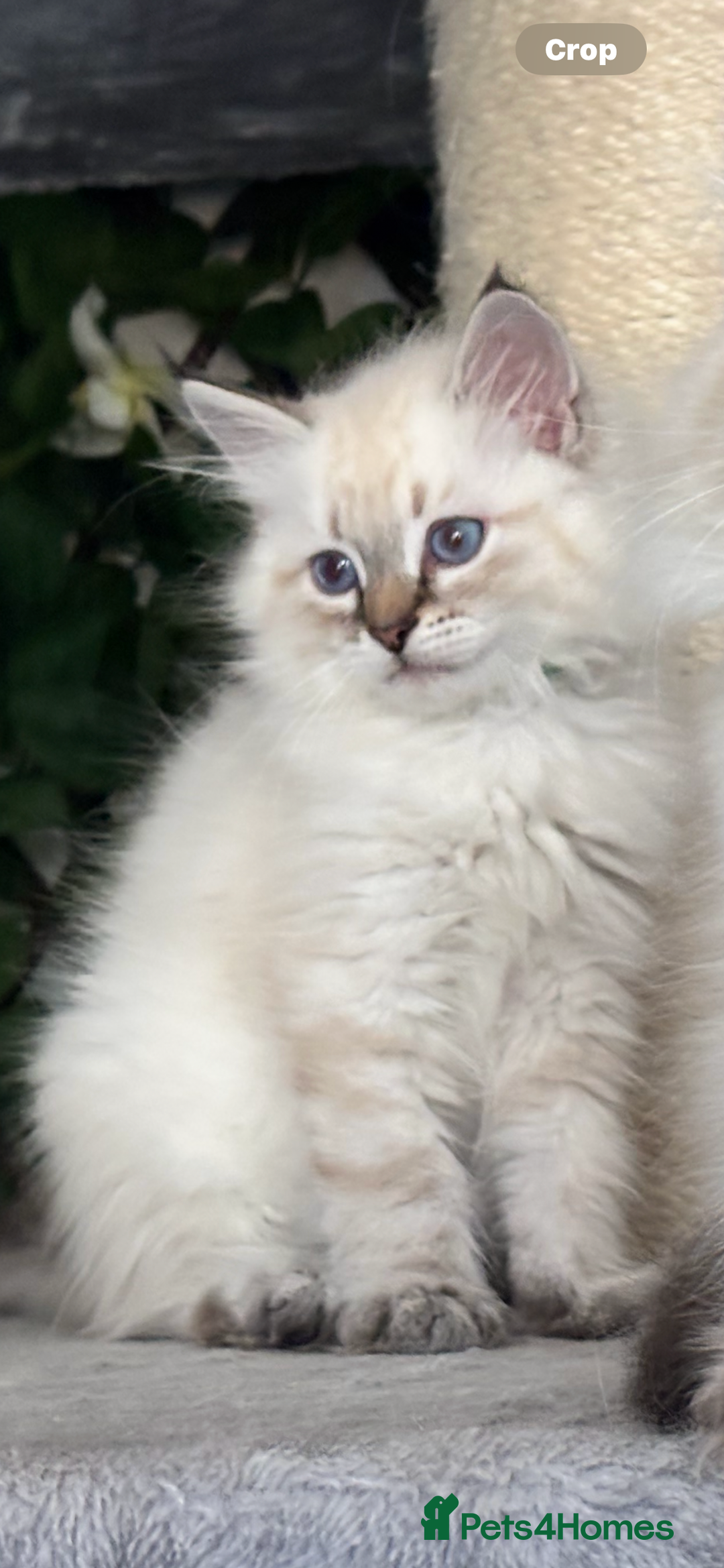 Siberian cats for sale: ✅3 WEEKS OLD BABIES AVAILABLE✅ - Advert 18