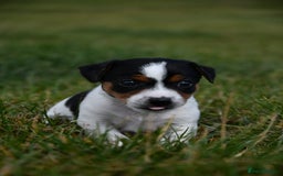Jack Russell dogs for sale: Jack Russel puppies for sale  - Image 9