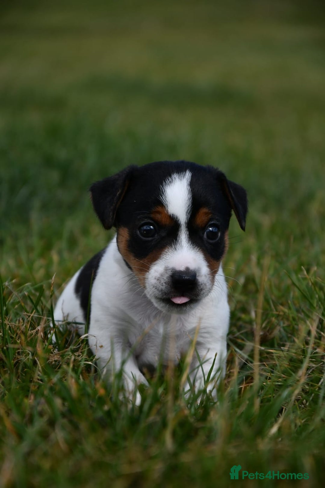 Jack Russell dogs for sale: Jack Russel puppies for sale  - Image 9