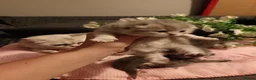 Scottish Fold cats for sale: 💕💕💕❤️❤️Lovely scotish kittens💕💕💕 in Nottingham - Advert 30
