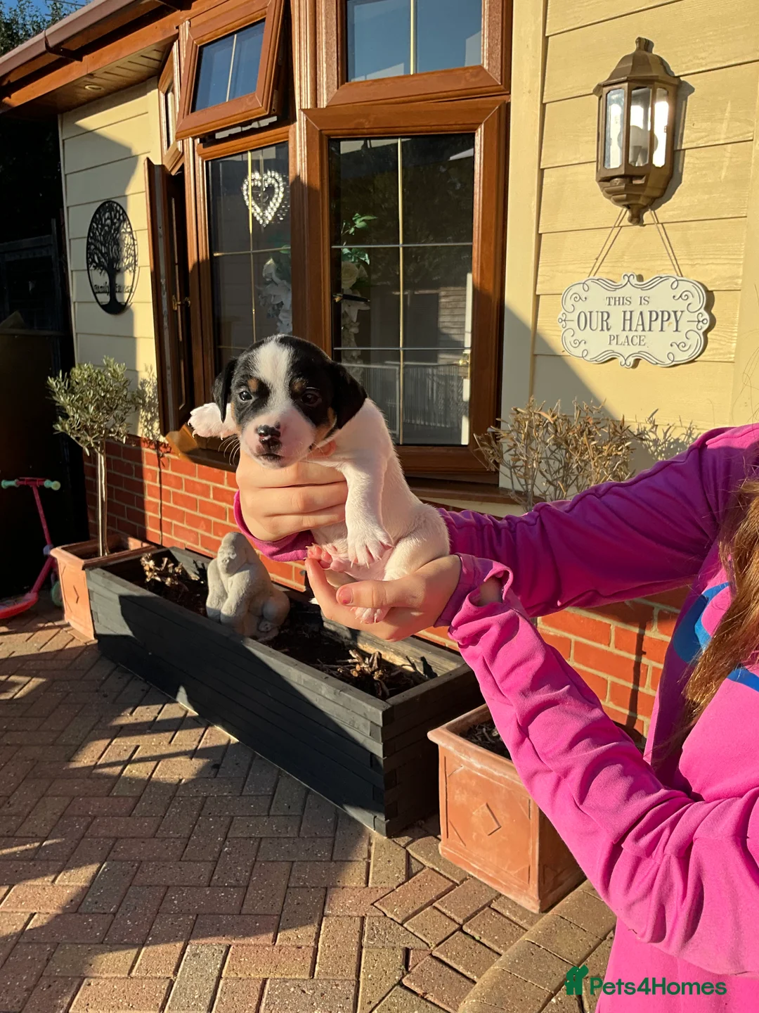 Mixed Breed dogs for sale: Jack russell in Maldon - Advert 7