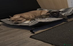 American Bully dogs for stud: American pocket muscle tone bully  - Advert 9