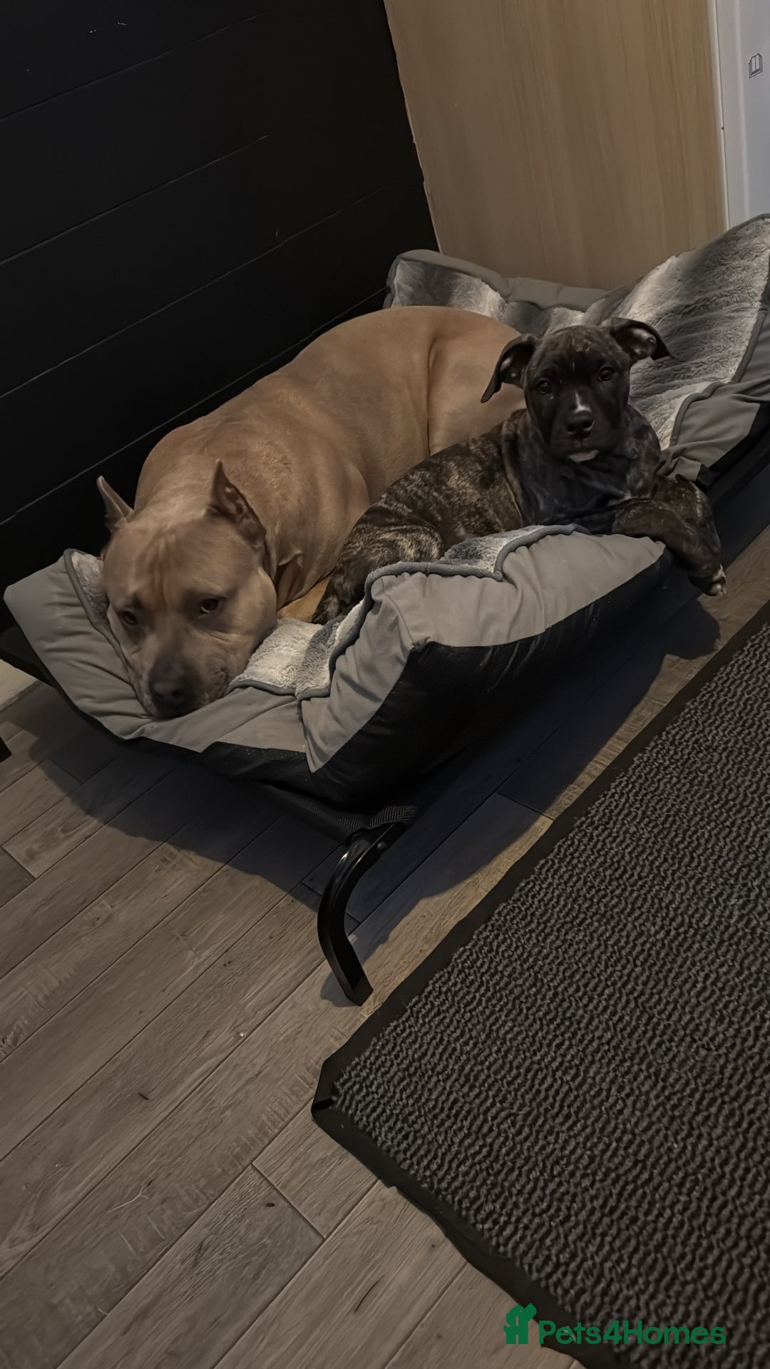 American Bully dogs for stud: American pocket muscle tone bully  - Advert 9