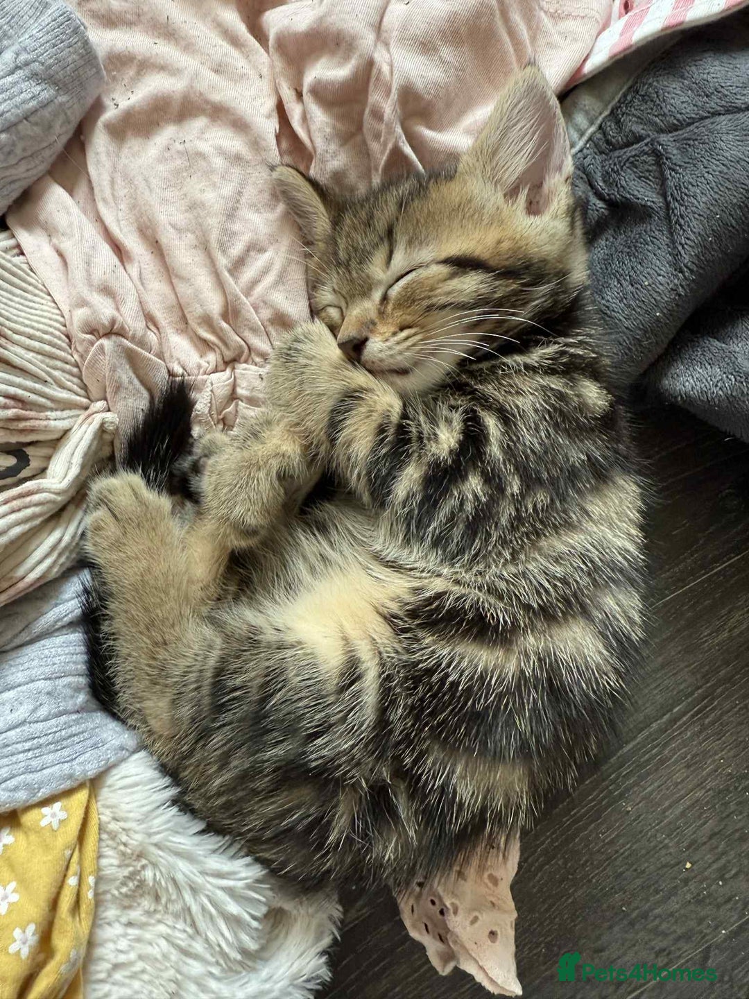 Savannah cats for sale: 3 beautiful kittens  - Image 23
