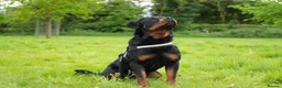 Rottweiler dogs for stud: PICASSO VOM WIESENTAL — Premium Rottweiler - Advert 3
