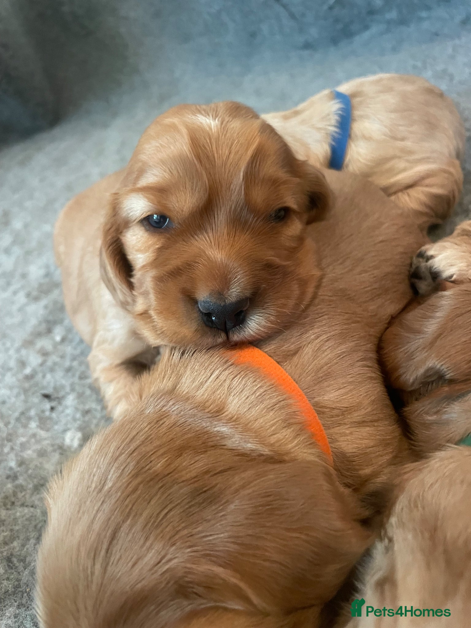 Cocker Spaniel dogs KC REG SHOW TYPE COCKER SPANIELS - Advert 1