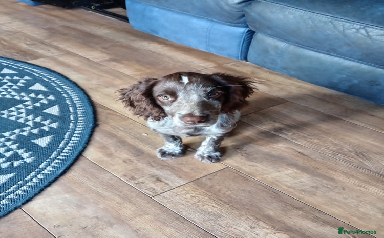 Cocker Spaniel dogs - Advert 1