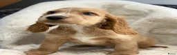 Cocker Spaniel dogs for sale: Stunning show cocker spaniel puppies   - Advert 10