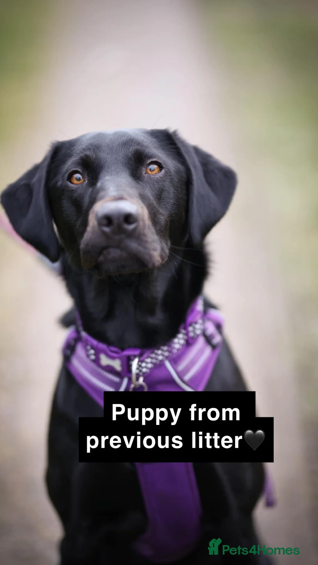 Labrador Retriever dogs for stud: 🌟 Kennel Club Registered Proven Labrador Stud 🌟 in Dundee - Advert 9