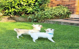 Chihuahua dogs for sale: Smooth coat boys available - Image 4