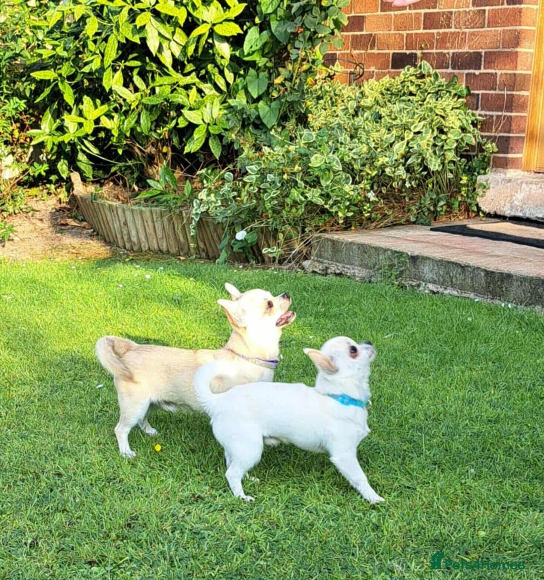 Chihuahua dogs for sale: Smooth coat boys available - Image 4