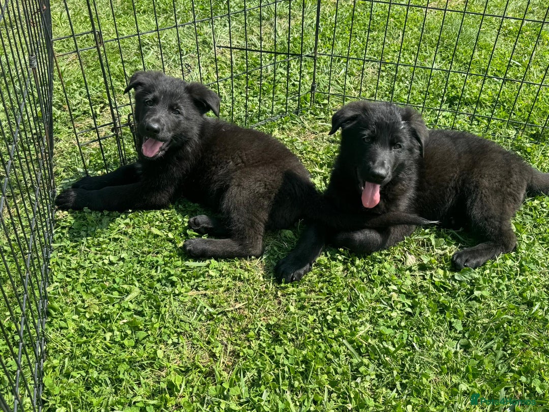 German Shepherd dogs for sale: German shepherd puppies  - Image 5