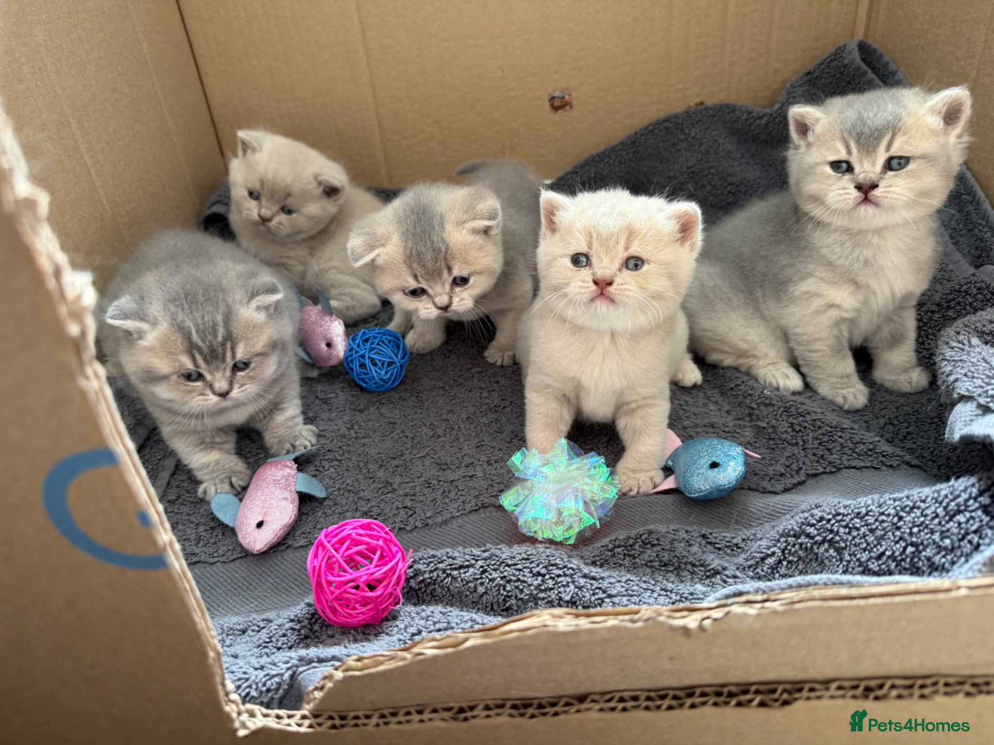 British Shorthair cats Beautiful BSH kittens GCCF reg - Advert 2