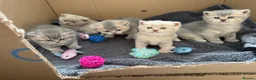 British Shorthair cats for sale: Beautiful BSH kittens GCCF reg in Rochester - Advert 2