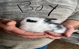 Mini Lop rabbits for sale: 4 beautiful rabbits  - Image 7