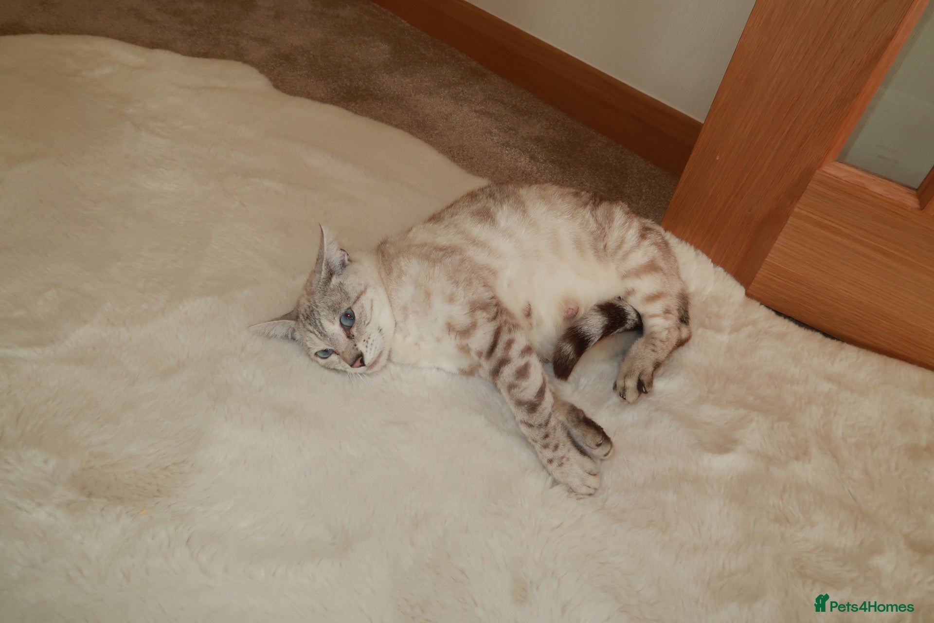 Bengal cats for sale:  snow lynx bengal kittens - Advert 8