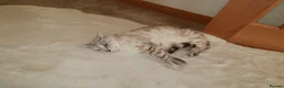Bengal cats for sale:  snow lynx bengal kittens - Advert 1