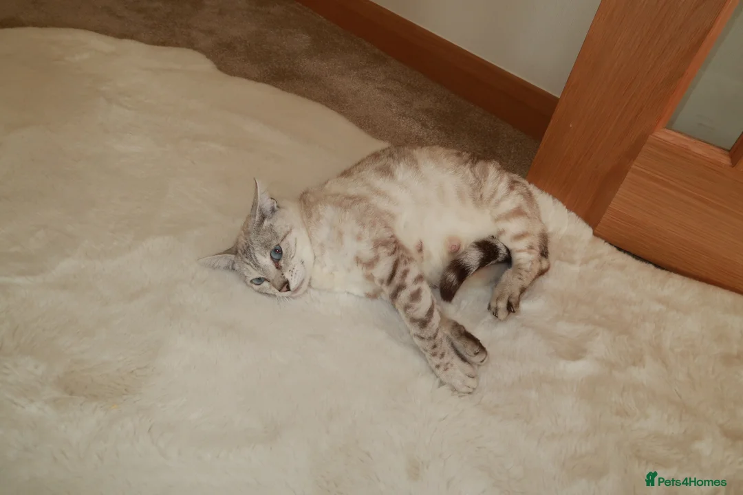 Bengal cats for sale:  snow lynx bengal kittens - Advert 1