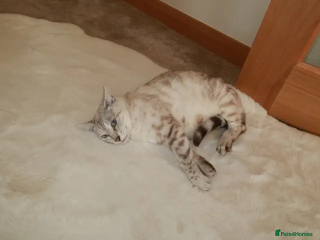 Bengal cats for sale: snow lynx bengal kittens - Advert 8