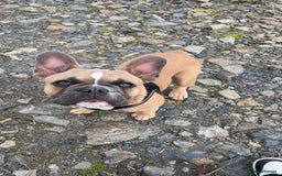 French Bulldog dogs for sale: LOKI 7 months old - Image 5