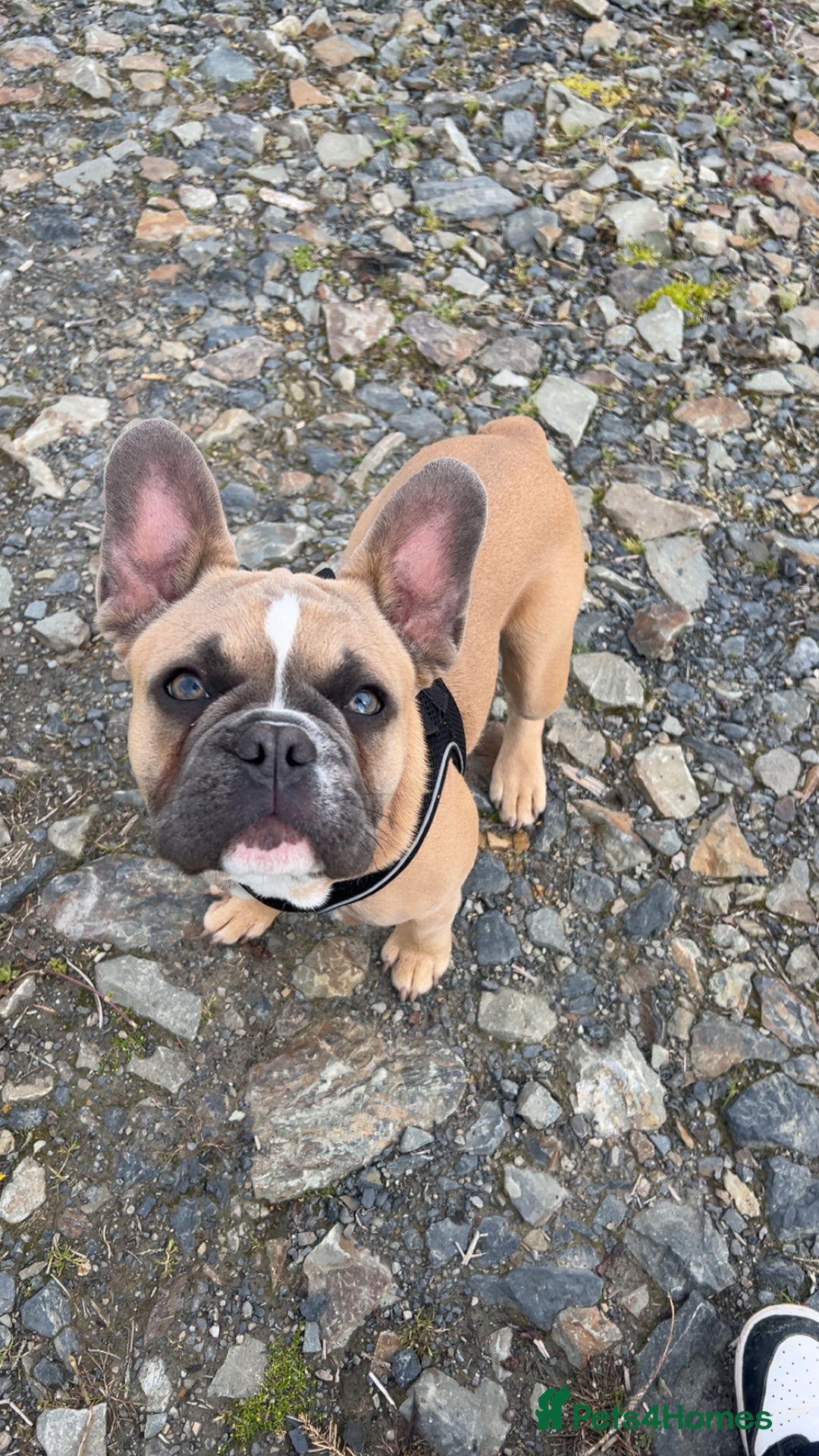 French Bulldog dogs for sale: LOKI 7 months old - Image 5