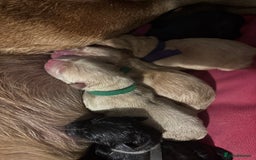 Mixed Breed dogs for sale: Mixed breed Labrador puppies  - Image 22