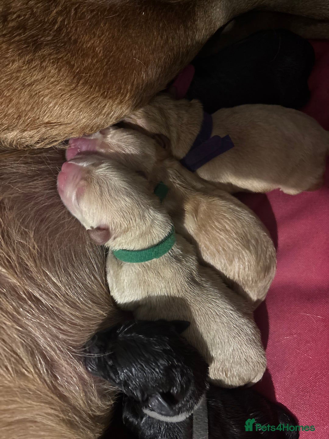 Mixed Breed dogs for sale: Mixed breed Labrador puppies  - Image 22