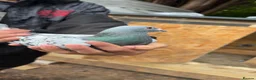 Pigeons birds for sale: Racing pigeons GB25 in Manchester - Advert 3