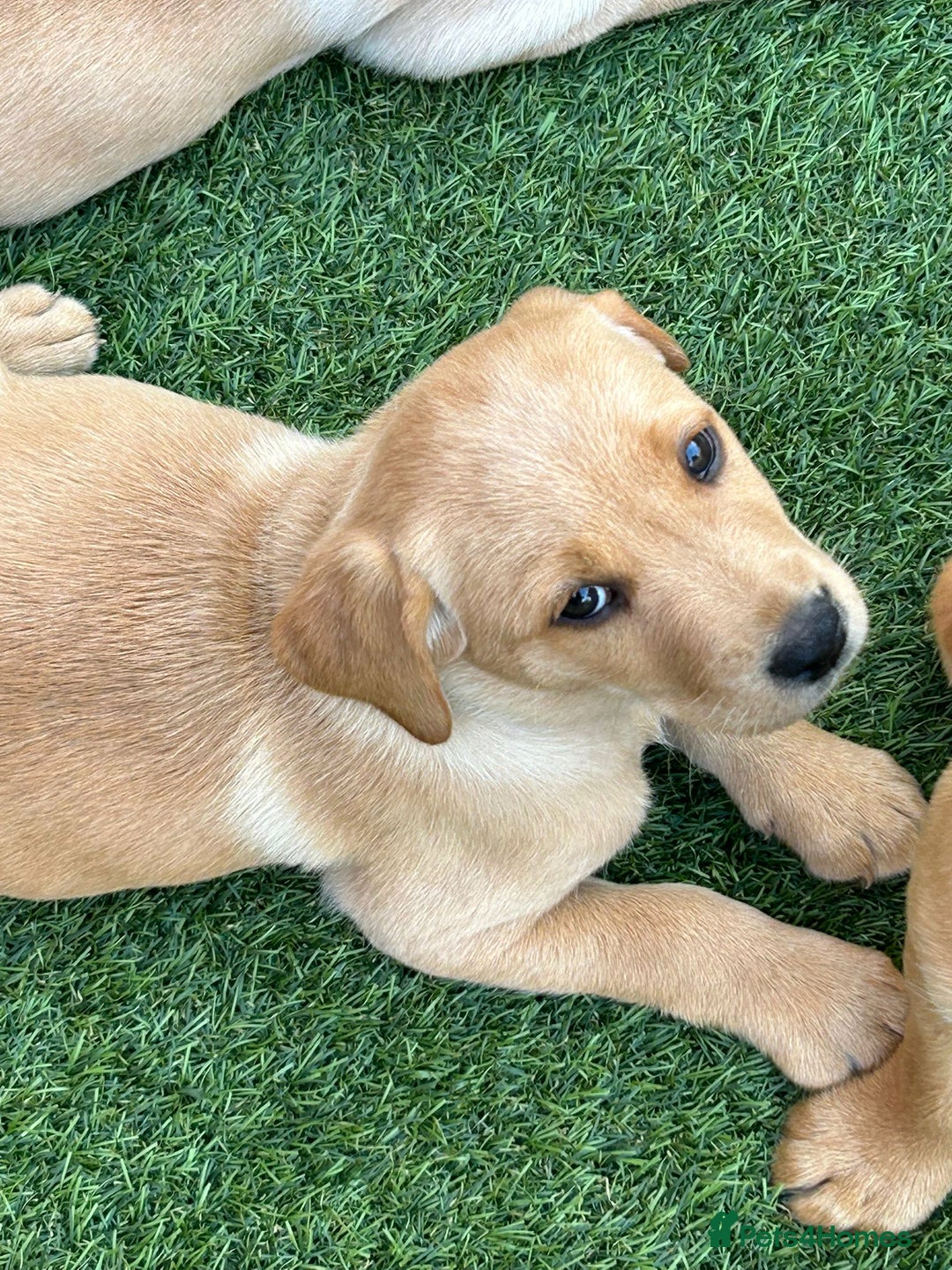 Labrador Retriever dogs for sale: Golden and fox red lab puppies ready to leave now - Image 11